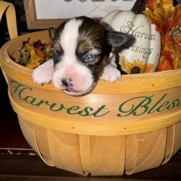 Victor - White and tan male Russell Terrier puppy in Viper, Kentucky from Mountain Top