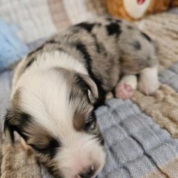 Miniature Australian Shepherd Puppies from Wee Aussies
