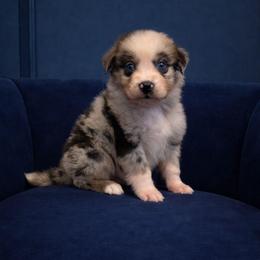 Angus - Blue merle male Australian Shepherd puppy in Dulzura, California from Windsong Ranch Aussies