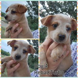 Boy 4 - Red speckled male Australian Cattle Dog puppy in Bradford, Arkansas from Cedar Rock Heelers and Kelpies