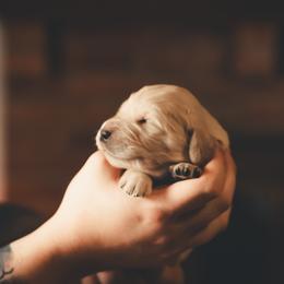 Gaia - Cream female Goldendoodle puppy in Portsmouth, Virginia from Hopping Howlers Ranch