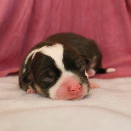 French - Black and tan female Pembroke Welsh Corgi puppy in Arcanum, Ohio from Weissway Corgis