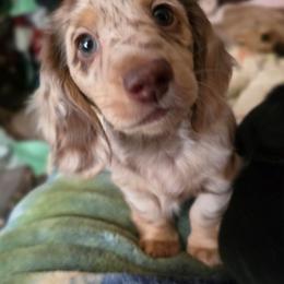 Dapple boy - Chocolate and cream male Dachshund puppy in Ethel, Washington from Mickey's Miracle Doxies