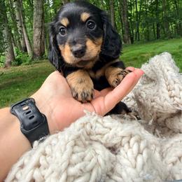 Rooster - Black and tan male Dachshund puppy in Crossville, Tennessee from Golden Mini Farm