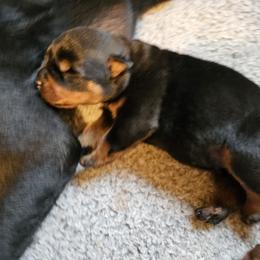 Princess Vom Hause Pragacz - Black and mahogany female Rottweiler puppy in Bartonsville, Pennsylvania from Karol's Rottweilers
