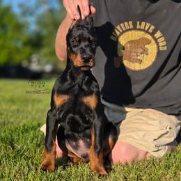 Mustang - Black and rust male Doberman Pinscher puppy in China Township, Michigan from Snell's Superior Kennel Dobermann & GSP