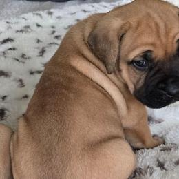 Orange - Fawn male Cane Corso puppy in Granbury, Texas from La Muerte Corso Kennel