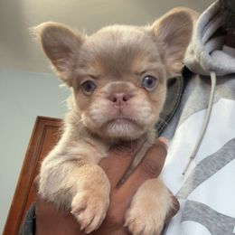 Rio - Tricolors male French Bulldog puppy in Fulton, Missouri from FamLee Frenchies