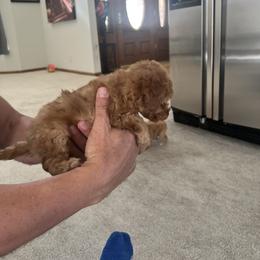 Poodle Puppies from ItalianToyPoodles