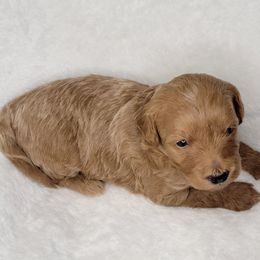 Goldendoodle Puppies from Lake Village Doodles