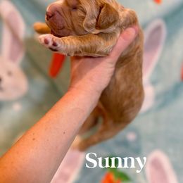 Goldendoodle Puppies from Bayshore Doodles