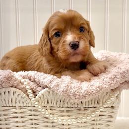 Pearl - Red female Cavapoo puppy in Knoxville, Tennessee from Duke’s Forever Doodles