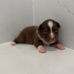 Hershey - Red tri female Miniature Australian Shepherd puppy in Baker, Florida from East to Western Aussies