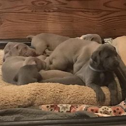 Weimaraners from Wags Weimaraner