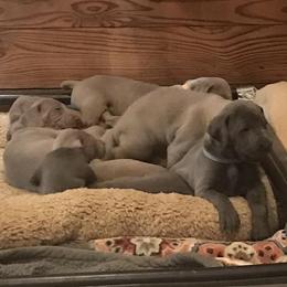 Weimaraners from Wags Weimaraner