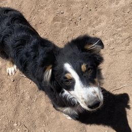 Girl 4 went home 12-2-23 - Black Australian Shepherd puppy in Williams, Arizona from Aussie Mesa Ranch