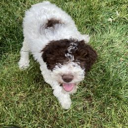 Lilly - Brown Lagotto Romagnolo puppy in Chehalis, Washington from Scarlet Oak Lagotti