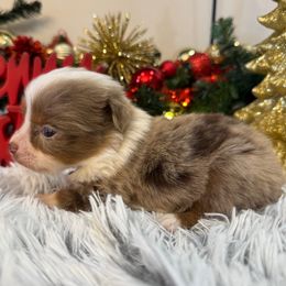 Socks - Red merle male Toy Australian Shepherd puppy in Ambrose, Georgia from Brandilyn's Aussies