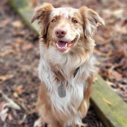 Miniature Australian Shepherds from Hiawassee Aussies