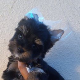 Shih Tzu and Yorkshire Terrier Puppies from Thorntons Fur Crew