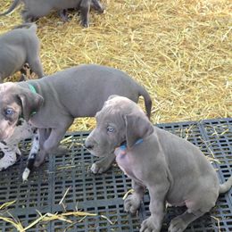 Great Dane puppies from Grant’s Gorgeous Greats