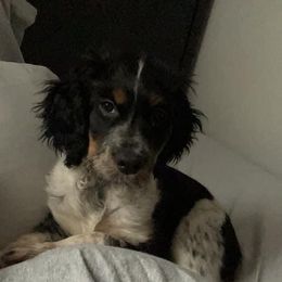 English Springer Spaniel Puppies from Sweet Southern Spaniels