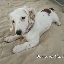 Pebbles - Dachshund