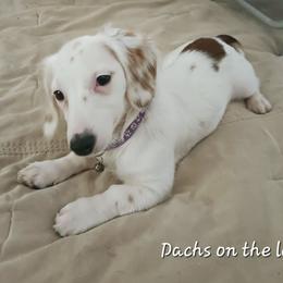 Pebbles - Dachshund