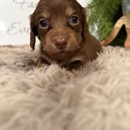 Sadie - Chocolate and cream female Dachshund puppy in Stilwell, Oklahoma from B & K Dachshunds