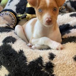 Rat Terrier Puppies from CaliRats Rat Terriers
