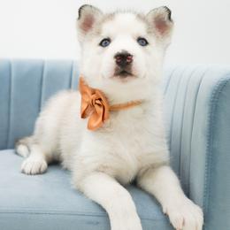 Golden Retriever, Miniature American Shepherd, and Siberian Husky Puppies from HuskiesAndGoldensWithFinesse