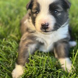 Icelandic Sheepdog Puppies from Tobiasson icie