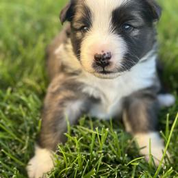 Icelandic Sheepdog Puppies from Tobiasson icie