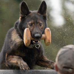 German Shepherds from Scotsbrew kennels