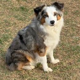 Sterling - Toy Australian Shepherd