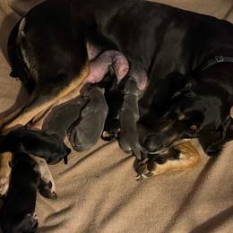 Black Tan Point (1) - Black male Great Dane puppy in Kimball, Michigan from Starlight Danes