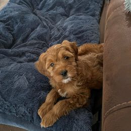 Goldendoodle, Labradoodle, and Poodle Puppies from Cuddles and Curls - NC Doodles