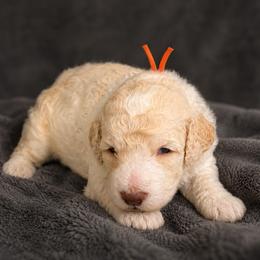 AKC Finnegan (Finn) (orange collar) - Parti male Poodle puppy in Surprise, Arizona from Gentle Paw Goldendoodles