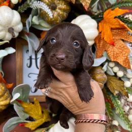 Solid chocolate boy - Chocolate male Dachshund puppy in Payette, Idaho from NT Mini Doxies