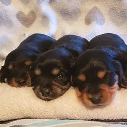 Dachshunds from BriarRidge Dachshunds