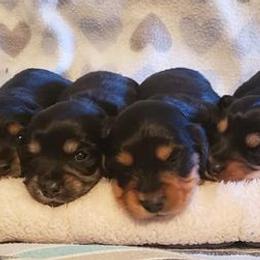 Dachshunds from BriarRidge Dachshunds