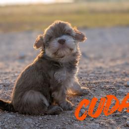Boy 1 - Chocolate sable male Havanese puppy in Sebastian, Texas from Third Coast Havanese