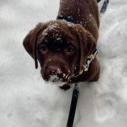 Dilute Retriever Puppies from MBR Labradors