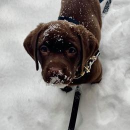 Dilute Retriever Puppies from MBR Labradors