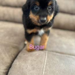Miniature Australian Shepherd Puppies from Dutton's Show Me Farms