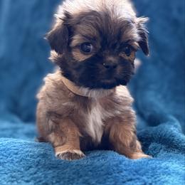 AKC Biscuit - Sable male Shih Tzu puppy in Paintsville, Kentucky from Molly B's ShihTzus