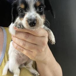 Marmoset - Piebald female Dachshund puppy in Bigfork, Minnesota from Dachshunds Up North