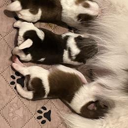 Girl 1 - Tri-colored female Pomeranian puppy in Maplefalls, Washington from Snow peak poms