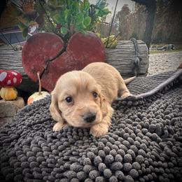 Murray - Cream male Dachshund puppy in Coal City, Indiana from Angel Blue Dogs