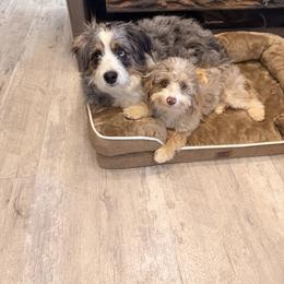 Aussiedoodle All Grown Up from All Dogs go to Heaven